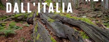 Pillole forestali dall’Italia #21 - Boschi vetusti, alberi monumentali e altre notizie di giugno