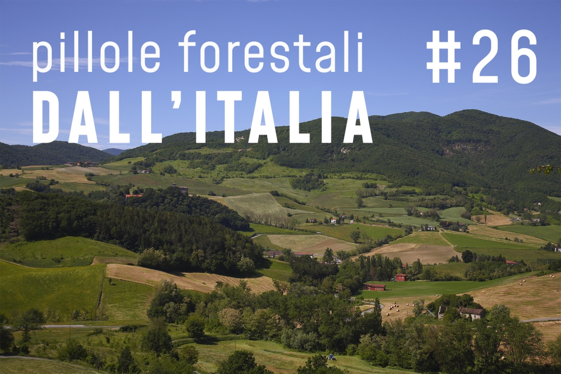 Pillole forestali dall’Italia #26 - Paesaggio, rinaturalizzazione e altre notizie di ottobre