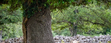 Il futuro dell’agroforestazione in Italia - Intervista podcast ad Alberto Mantino