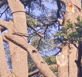 Ancoraggi in arboricoltura: sinergia tra tecnico valutatore e arboricoltore