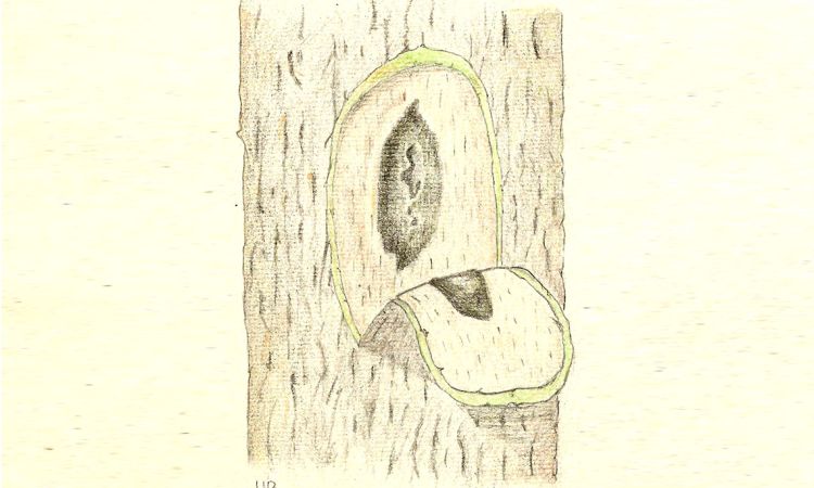 Bretziella fagacearum. Tracheomicosi delle querce