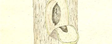 Bretziella fagacearum. Tracheomicosi delle querce