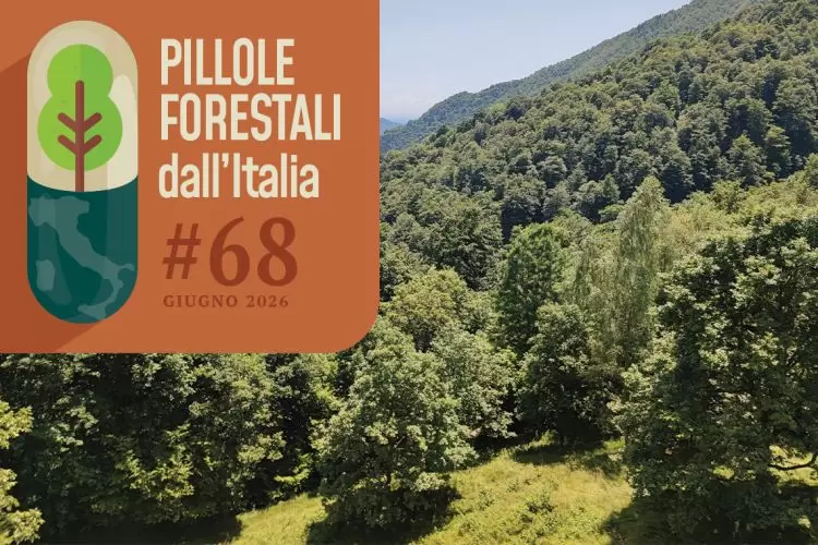 Pillole forestali dall’Italia #68 - Rapporti, decaloghi, percentuali (e altre notizie di giugno)