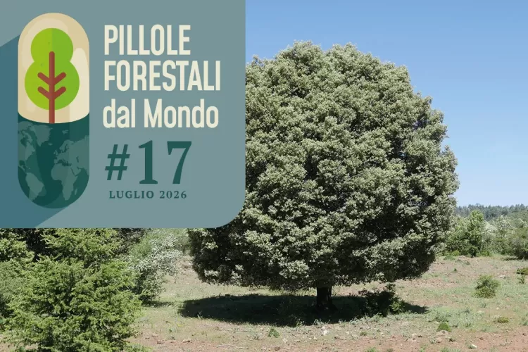Pillole forestali dal mondo #17 - Dagli incendi in nord America ed Europa agli investimenti forestali alle isole Fiji