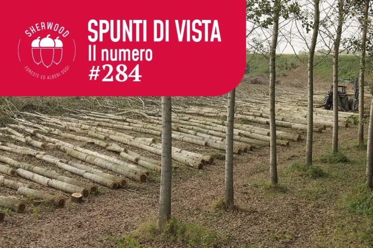 Obiettivo 100.000 ettari: la sfida per il futuro della pioppicoltura