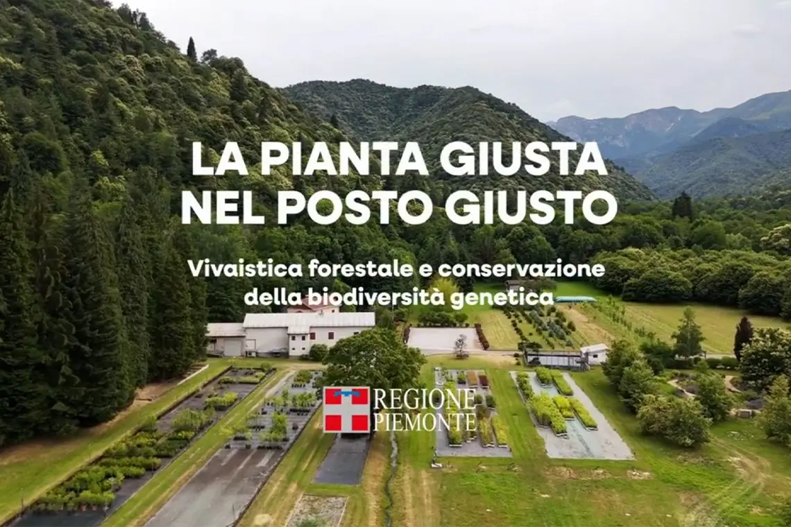 Vivaistica forestale in Piemonte: due video per comprendere come piantare 