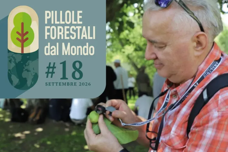 Pillole forestali dal mondo #18 - Dai robot nei boschi al DNA contro il commercio illegale di legno