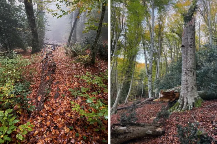Il Bosco Vetusto Sfilzi, sul Gargano: primo tassello di un network per la conservazione e lo studio delle faggete mediterranee